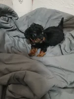 Frankie, a male Cavapoo for sale in Edgewater, FL – 3 of 8