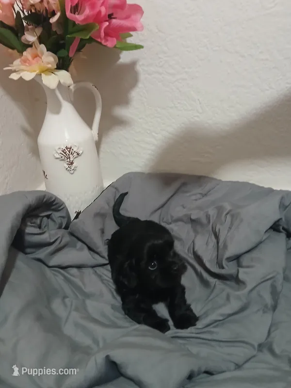 Hank – Cavapoo puppy for sale in Edgewater, FL