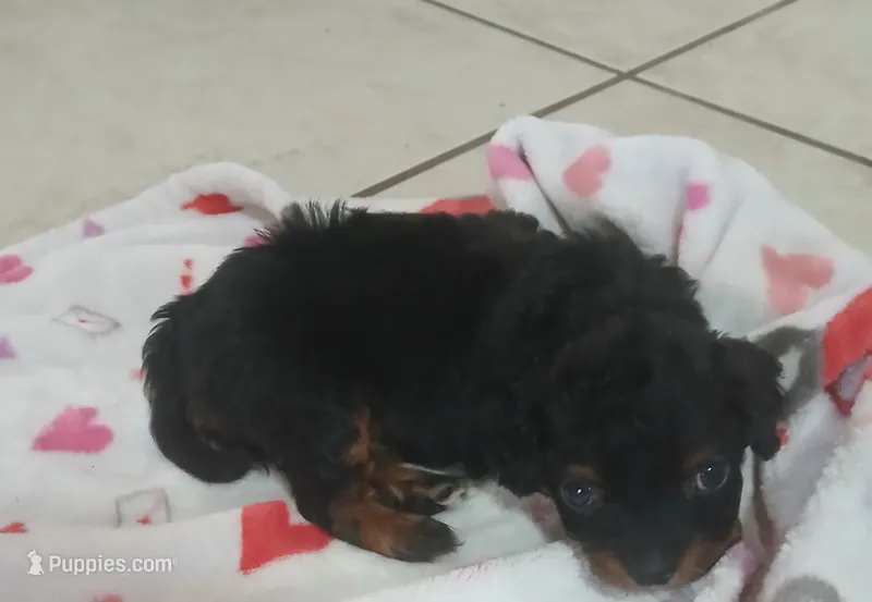 Frankie – Cavapoo puppy for sale in Edgewater, FL