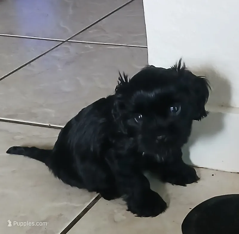 Hank – Cavapoo puppy for sale in Edgewater, FL