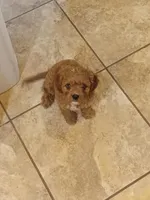 Frankie, a male Cavapoo for sale in Edgewater, FL – Photo 7 of 8