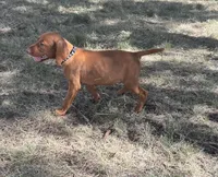 Charlie, a male Vizsla for sale in Abilene, TX – Photo 7 of 9