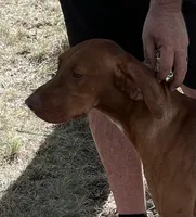 Charlie, a male Vizsla for sale in Abilene, TX – Photo 9 of 9