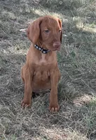 Charlie, a male Vizsla for sale in Abilene, TX – Photo 2 of 9