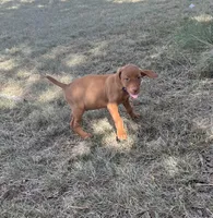 Charlie, a male Vizsla for sale in Abilene, TX – Photo 4 of 9