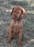 Charlie, a male Vizsla for sale in Abilene, TX – Photo 1 of 9