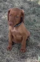 Charlie, a male Vizsla for sale in Abilene, TX – Photo 3 of 9