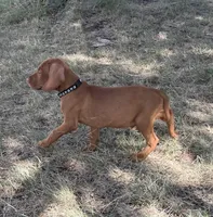 Charlie, a male Vizsla for sale in Abilene, TX – Photo 5 of 9