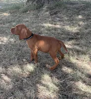 Charlie, a male Vizsla for sale in Abilene, TX – Photo 6 of 9