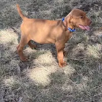 Teddy, a male Vizsla for sale in Abilene, TX – Photo 5 of 9