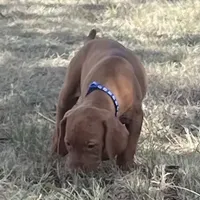 Teddy, a male Vizsla for sale in Abilene, TX – Photo 3 of 9