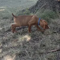 Teddy, a male Vizsla for sale in Abilene, TX – Photo 6 of 9