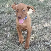 Teddy, a male Vizsla for sale in Abilene, TX – Photo 1 of 9