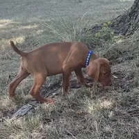 Teddy, a male Vizsla for sale in Abilene, TX – Photo 4 of 9