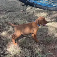 Teddy, a male Vizsla for sale in Abilene, TX – Photo 7 of 9