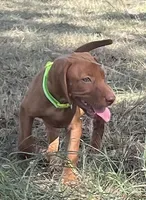 Ellie, a female Vizsla for sale in Abilene, TX – Photo 1 of 7