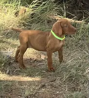 Ellie, a female Vizsla for sale in Abilene, TX – Photo 4 of 7