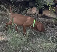 Ellie, a female Vizsla for sale in Abilene, TX – Photo 3 of 7
