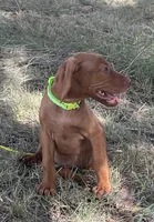 Ellie, a female Vizsla for sale in Abilene, TX – Photo 7 of 7