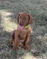 Ellie, a female Vizsla for sale in Abilene, TX – Photo 5 of 7