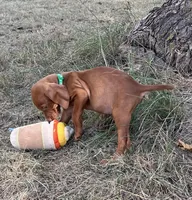 Max, a male Vizsla for sale in Abilene, TX – Photo 4 of 7