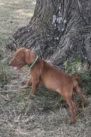 Max, a male Vizsla for sale in Abilene, TX – Photo 1 of 7
