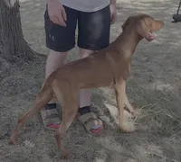 Max, a male Vizsla for sale in Abilene, TX – Photo 7 of 7