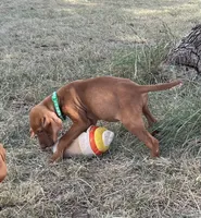 Max, a male Vizsla for sale in Abilene, TX – Photo 2 of 7