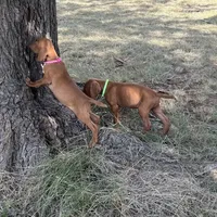 Lucy, a female Vizsla for sale in Abilene, TX – Photo 5 of 6