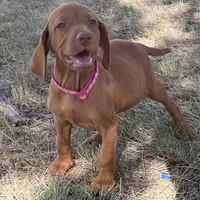 Lucy, a female Vizsla for sale in Abilene, TX – Photo 2 of 6
