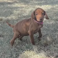 Lucy, a female Vizsla for sale in Abilene, TX – Photo 4 of 6