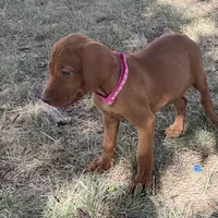 Lucy, a female Vizsla for sale in Abilene, TX – Photo 6 of 6
