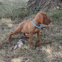 Maggie, a female Vizsla for sale in Abilene, TX – Photo 6 of 7