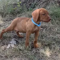 Maggie, a female Vizsla for sale in Abilene, TX – Photo 1 of 7