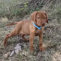 Maggie, a female Vizsla for sale in Abilene, TX – Photo 4 of 7