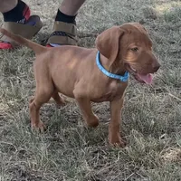 Maggie, a female Vizsla for sale in Abilene, TX – Photo 7 of 7