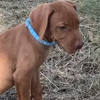 Maggie, a female Vizsla for sale in Abilene, TX – Photo 2 of 7