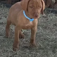 Maggie, a female Vizsla for sale in Abilene, TX – Photo 3 of 7