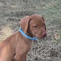 Maggie, a female Vizsla for sale in Abilene, TX – Photo 5 of 7