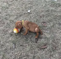 Lilly, a female Vizsla for sale in Abilene, TX – Photo 5 of 6