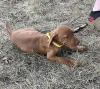 Lilly, a female Vizsla for sale in Abilene, TX – Photo 4 of 6