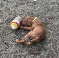 Lilly, a female Vizsla for sale in Abilene, TX – Photo 6 of 6