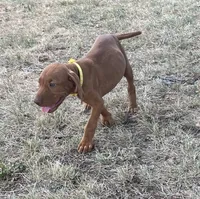 Lilly, a female Vizsla for sale in Abilene, TX – Photo 2 of 6