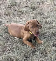 Lilly, a female Vizsla for sale in Abilene, TX – Photo 1 of 6