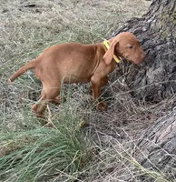 Lilly, a female Vizsla for sale in Abilene, TX – Photo 3 of 6