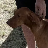 Cooper, a male Vizsla for sale in Abilene, TX – Photo 9 of 9
