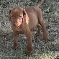 Cooper, a male Vizsla for sale in Abilene, TX – Photo 1 of 9
