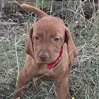 Cooper, a male Vizsla for sale in Abilene, TX – Photo 7 of 9