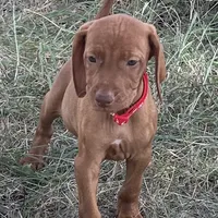 Cooper, a male Vizsla for sale in Abilene, TX – Photo 5 of 9