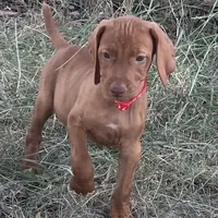 Cooper, a male Vizsla for sale in Abilene, TX – Photo 4 of 9